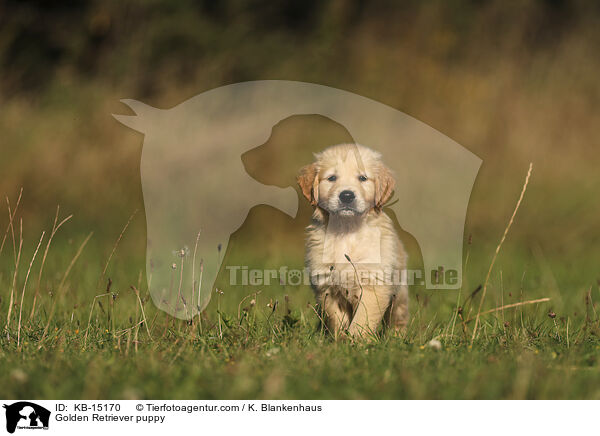 Golden Retriever Welpe / Golden Retriever puppy / KB-15170