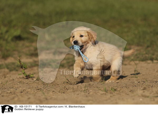 Golden Retriever Welpe / Golden Retriever puppy / KB-15171