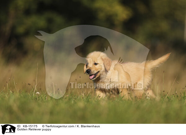 Golden Retriever Welpe / Golden Retriever puppy / KB-15175