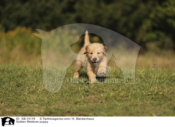 Golden Retriever Welpe / Golden Retriever puppy / KB-15176