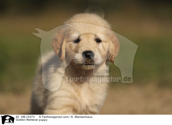 Golden Retriever Welpe / Golden Retriever puppy / KB-15373