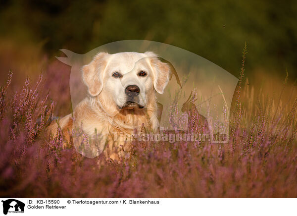 Golden Retriever / Golden Retriever / KB-15590