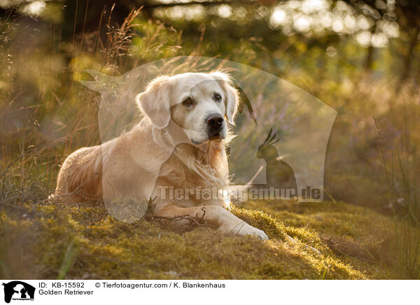 Golden Retriever / Golden Retriever / KB-15592