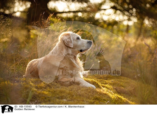 Golden Retriever / Golden Retriever / KB-15593