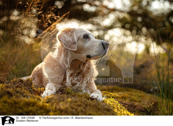 Golden Retriever / Golden Retriever / KB-15596