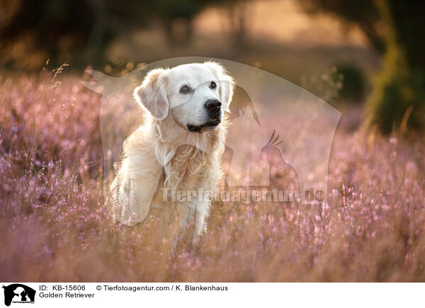 Golden Retriever / Golden Retriever / KB-15606