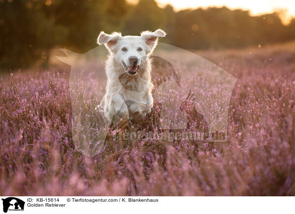 Golden Retriever / Golden Retriever / KB-15614