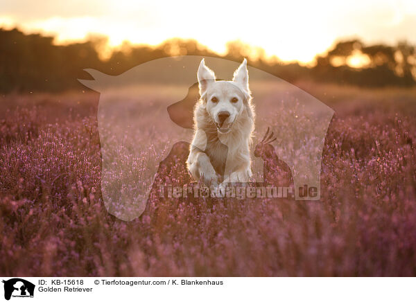 Golden Retriever / Golden Retriever / KB-15618