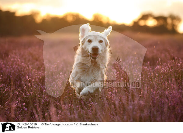 Golden Retriever / Golden Retriever / KB-15619