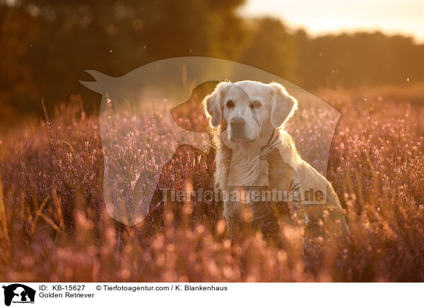 Golden Retriever / Golden Retriever / KB-15627