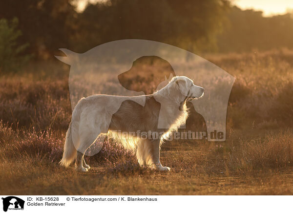 Golden Retriever / Golden Retriever / KB-15628