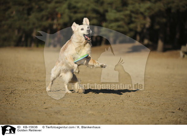 Golden Retriever / Golden Retriever / KB-15636