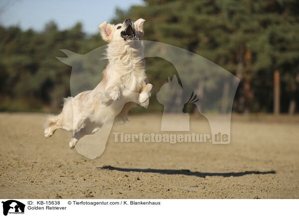 Golden Retriever / Golden Retriever / KB-15638