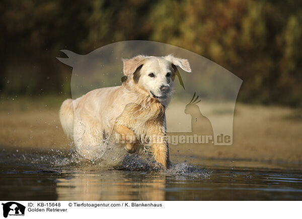 Golden Retriever / Golden Retriever / KB-15648