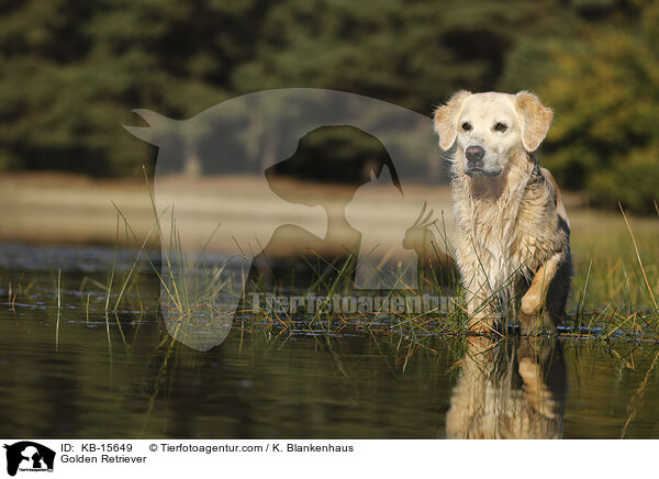 Golden Retriever / Golden Retriever / KB-15649