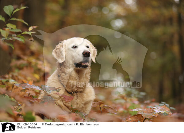 Golden Retriever / Golden Retriever / KB-15654