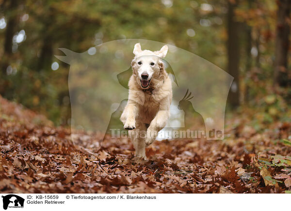 Golden Retriever / Golden Retriever / KB-15659