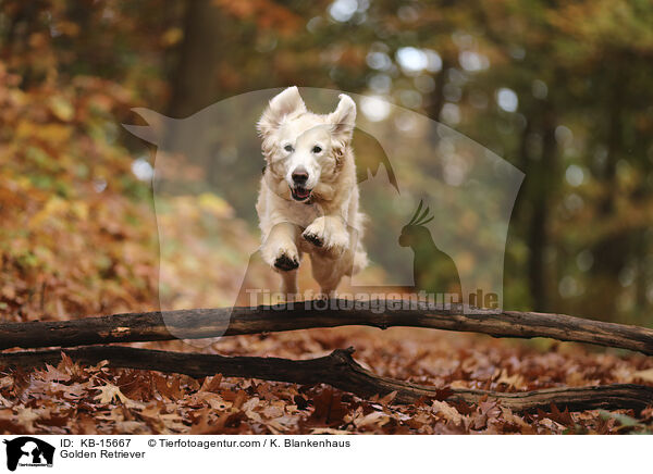 Golden Retriever / Golden Retriever / KB-15667