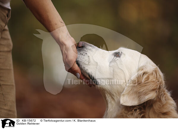 Golden Retriever / Golden Retriever / KB-15672