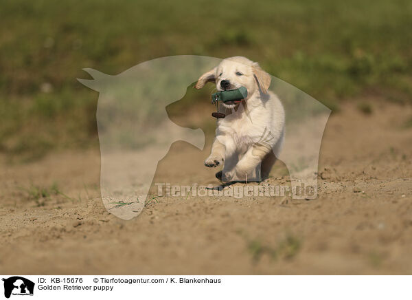 Golden Retriever Welpe / Golden Retriever puppy / KB-15676