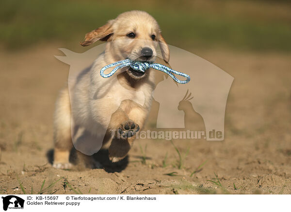 Golden Retriever Welpe / Golden Retriever puppy / KB-15697