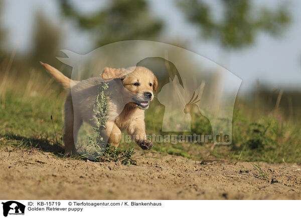 Golden Retriever Welpe / Golden Retriever puppy / KB-15719