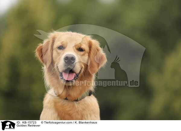 Golden Retriever / Golden Retriever / KB-15723