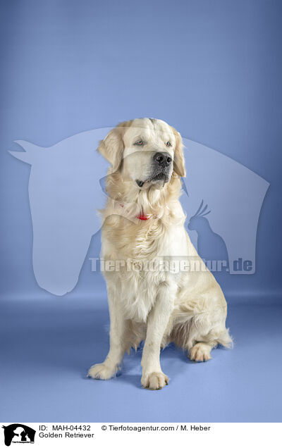 Golden Retriever / Golden Retriever / MAH-04432