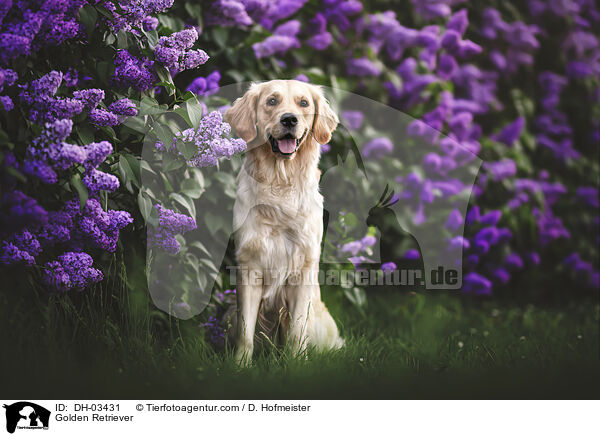 Golden Retriever / Golden Retriever / DH-03431