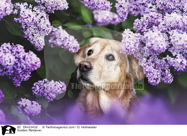 Golden Retriever / Golden Retriever / DH-03432