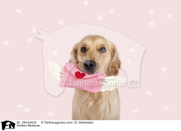 Golden Retriever / Golden Retriever / DH-03434