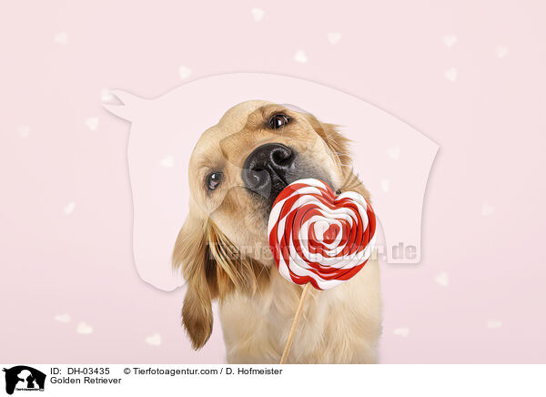 Golden Retriever / Golden Retriever / DH-03435