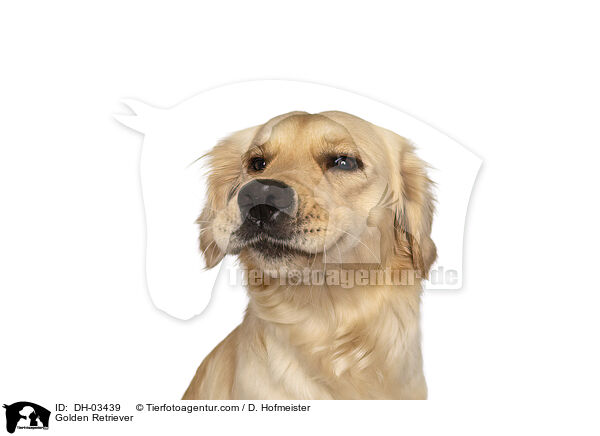 Golden Retriever / Golden Retriever / DH-03439