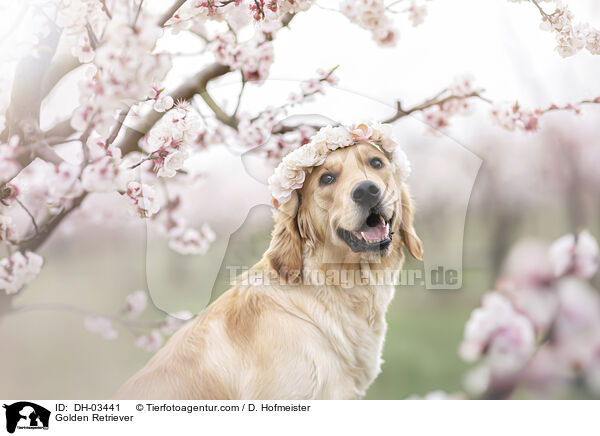 Golden Retriever / Golden Retriever / DH-03441