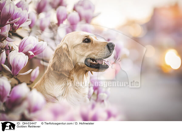 Golden Retriever / Golden Retriever / DH-03447