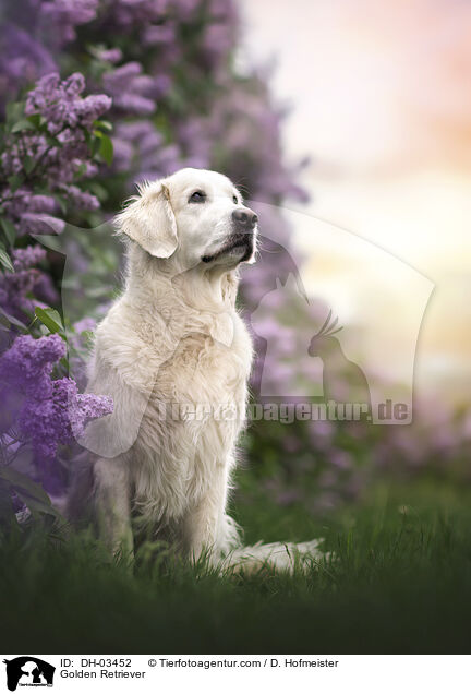 Golden Retriever / Golden Retriever / DH-03452