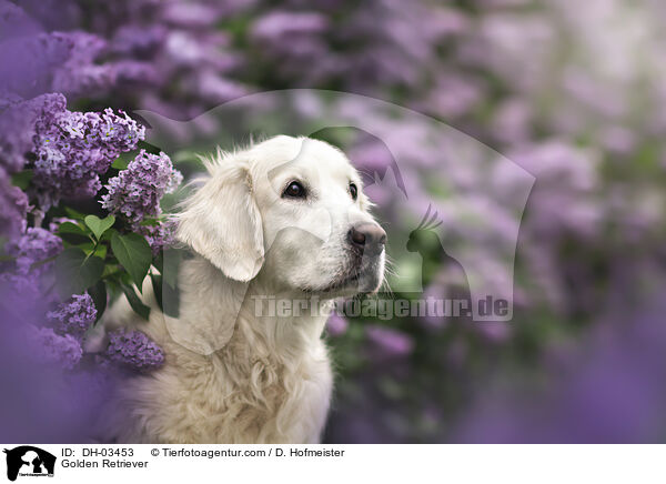 Golden Retriever / Golden Retriever / DH-03453