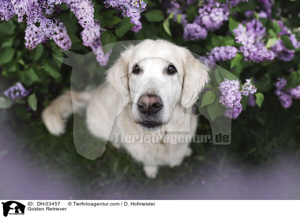 Golden Retriever / Golden Retriever / DH-03457