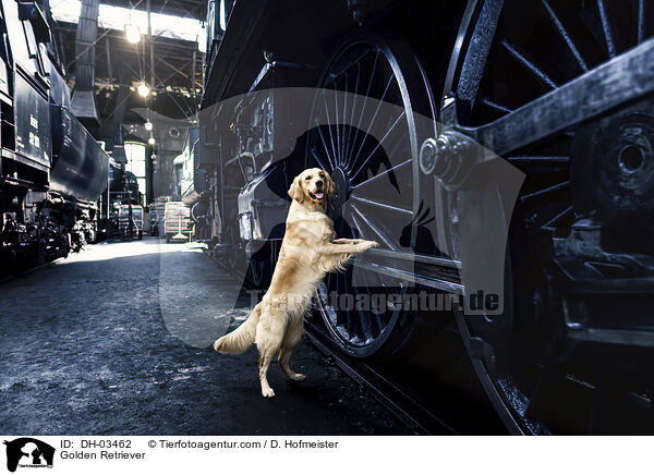 Golden Retriever / Golden Retriever / DH-03462