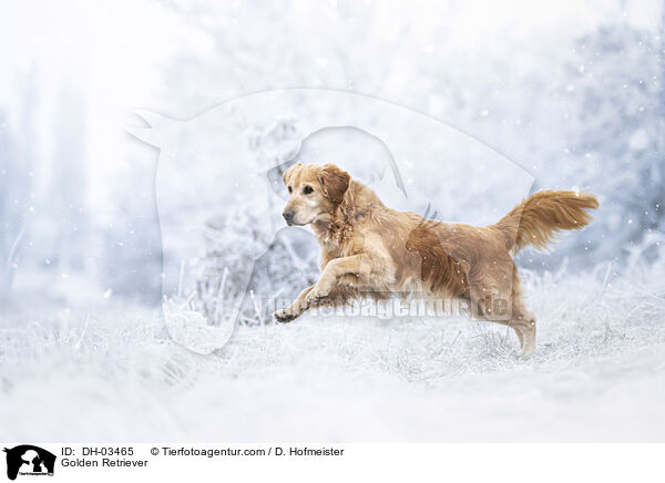 Golden Retriever / Golden Retriever / DH-03465