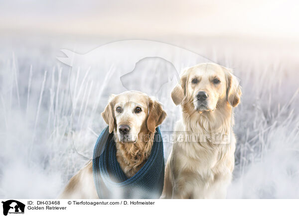 Golden Retriever / Golden Retriever / DH-03468