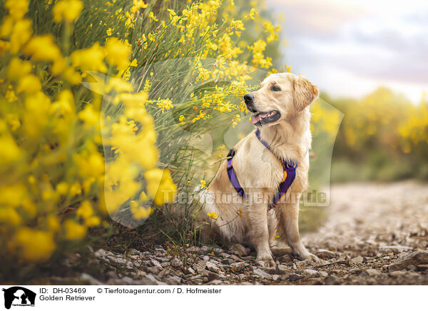 Golden Retriever / Golden Retriever / DH-03469