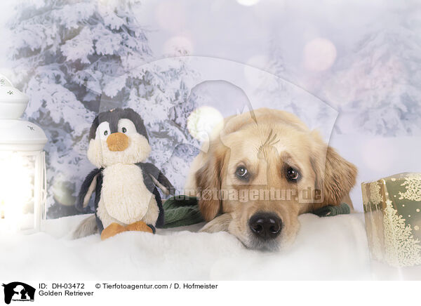 Golden Retriever / Golden Retriever / DH-03472