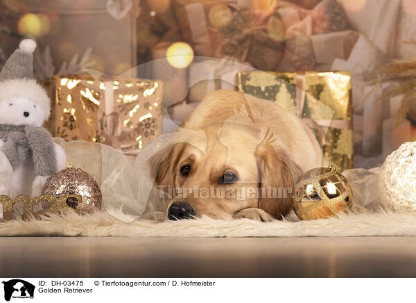 Golden Retriever / Golden Retriever / DH-03475