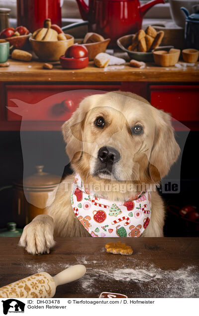 Golden Retriever / Golden Retriever / DH-03478