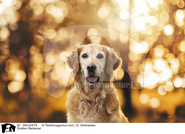 Golden Retriever / Golden Retriever / DH-03479