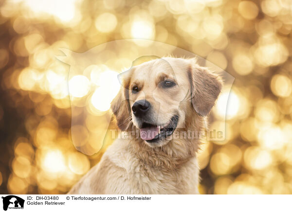 Golden Retriever / Golden Retriever / DH-03480