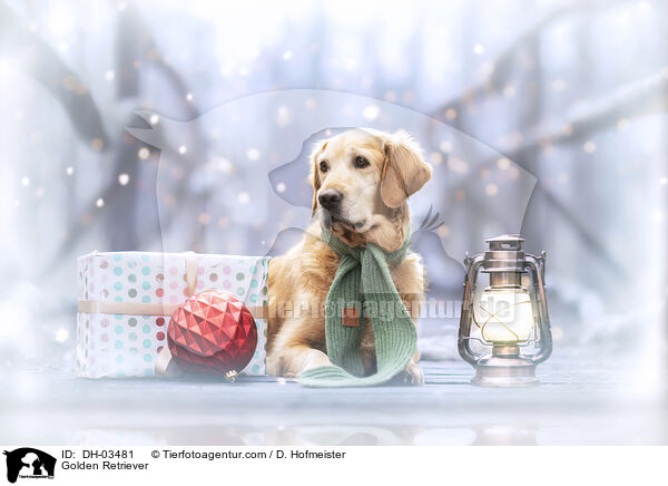 Golden Retriever / Golden Retriever / DH-03481