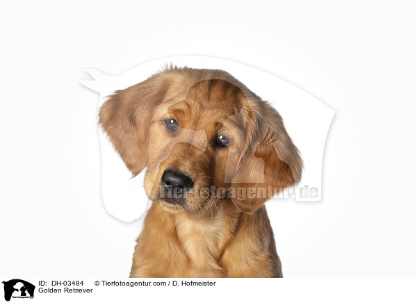 Golden Retriever / Golden Retriever / DH-03484