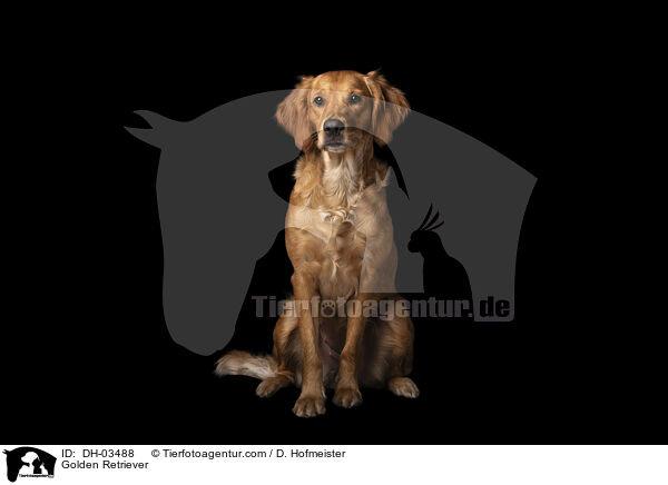 Golden Retriever / Golden Retriever / DH-03488